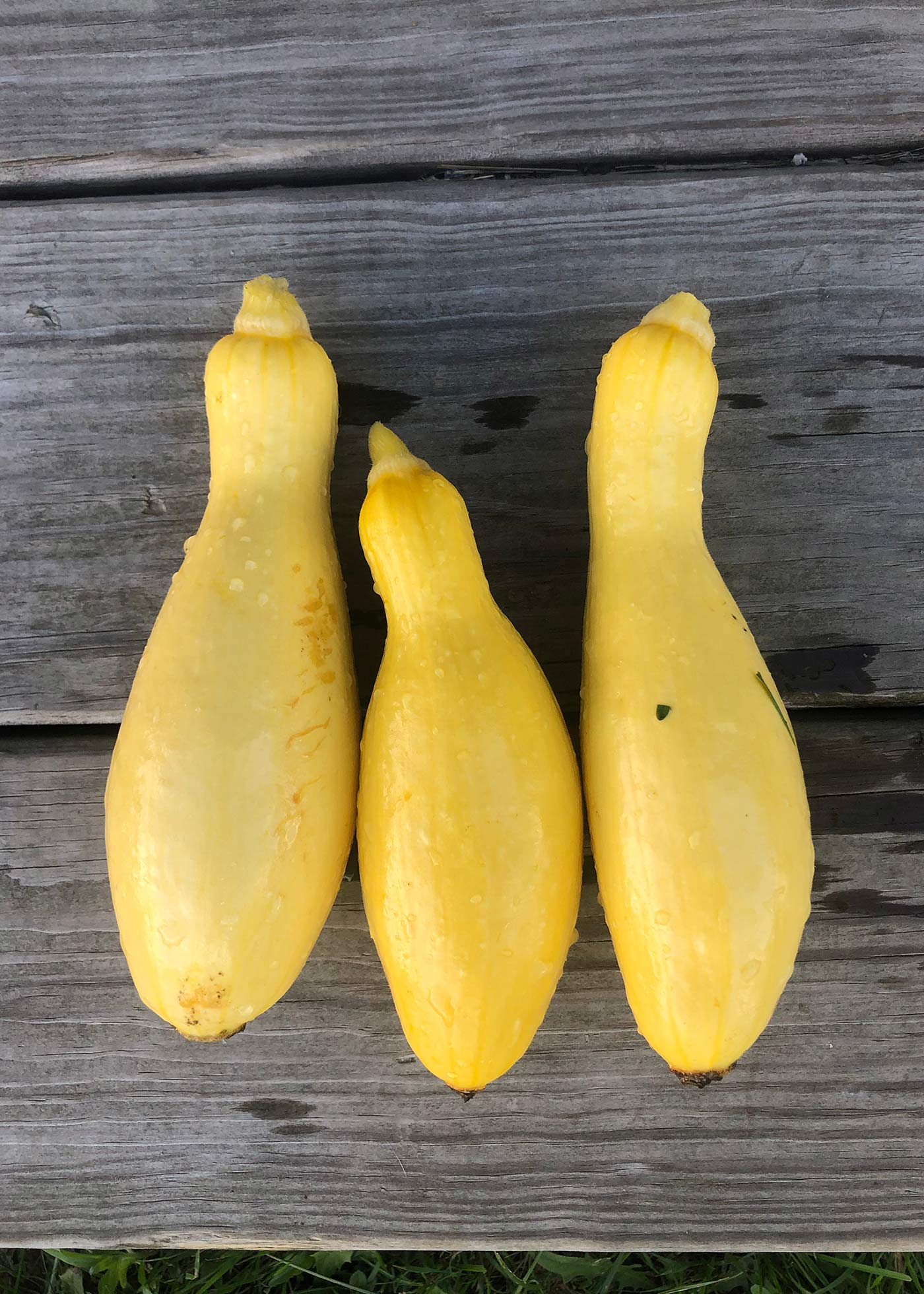 Early Summer Crookneck Squash Seeds – 25 Yellow Vegetable Seeds, Non-GMO, USA
