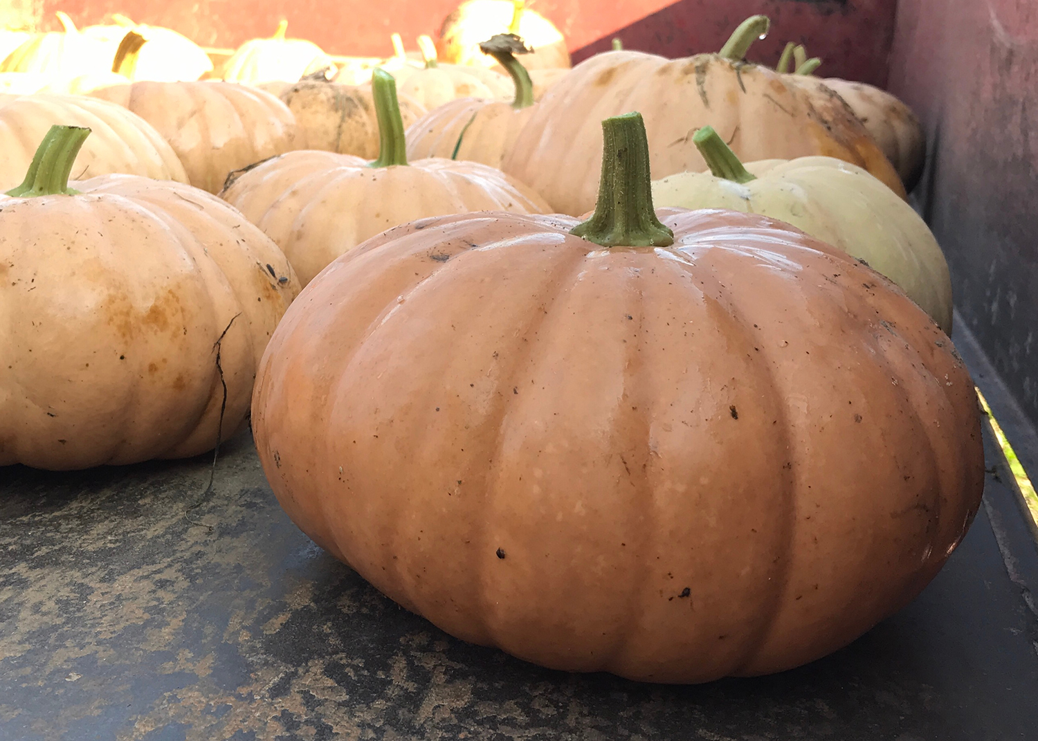 All About Long Island Cheese Pumpkin