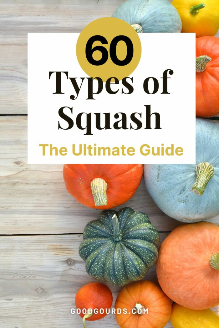 60 Types of Squash