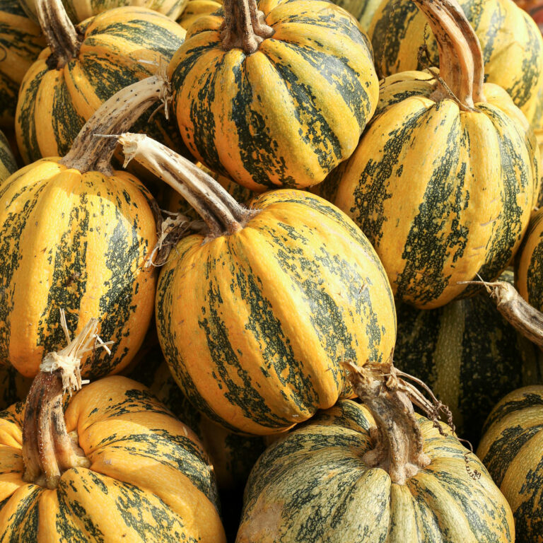 73 Types of Squash (A-Z Guide with Pics)