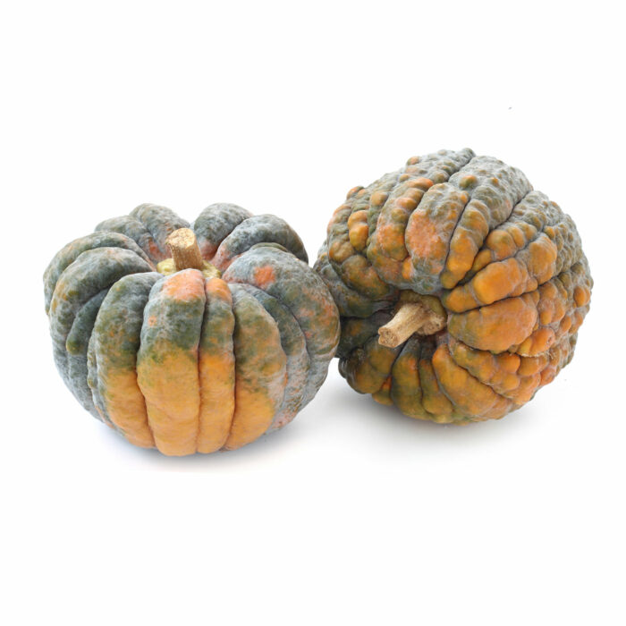 Two Black Futsu Pumpkins