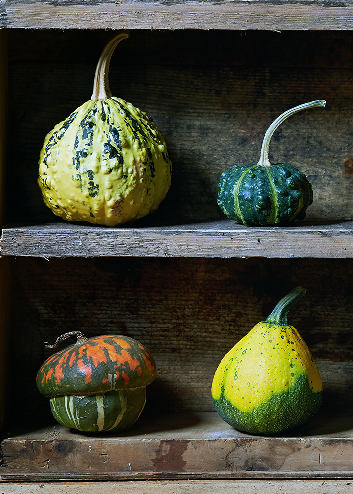 What is a Gourd? Good Gourds