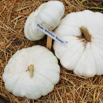 Flat White Boer Pumpkin on a bed of hay