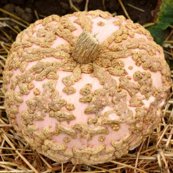 Galeux d'Eysines Pumpkin on a bed of hay