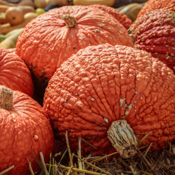 A pile of Red Warty Thing Pumpkins