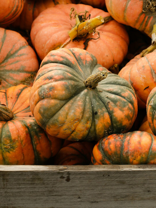 squash-pumpkin-encyclopedia-archives-good-gourds