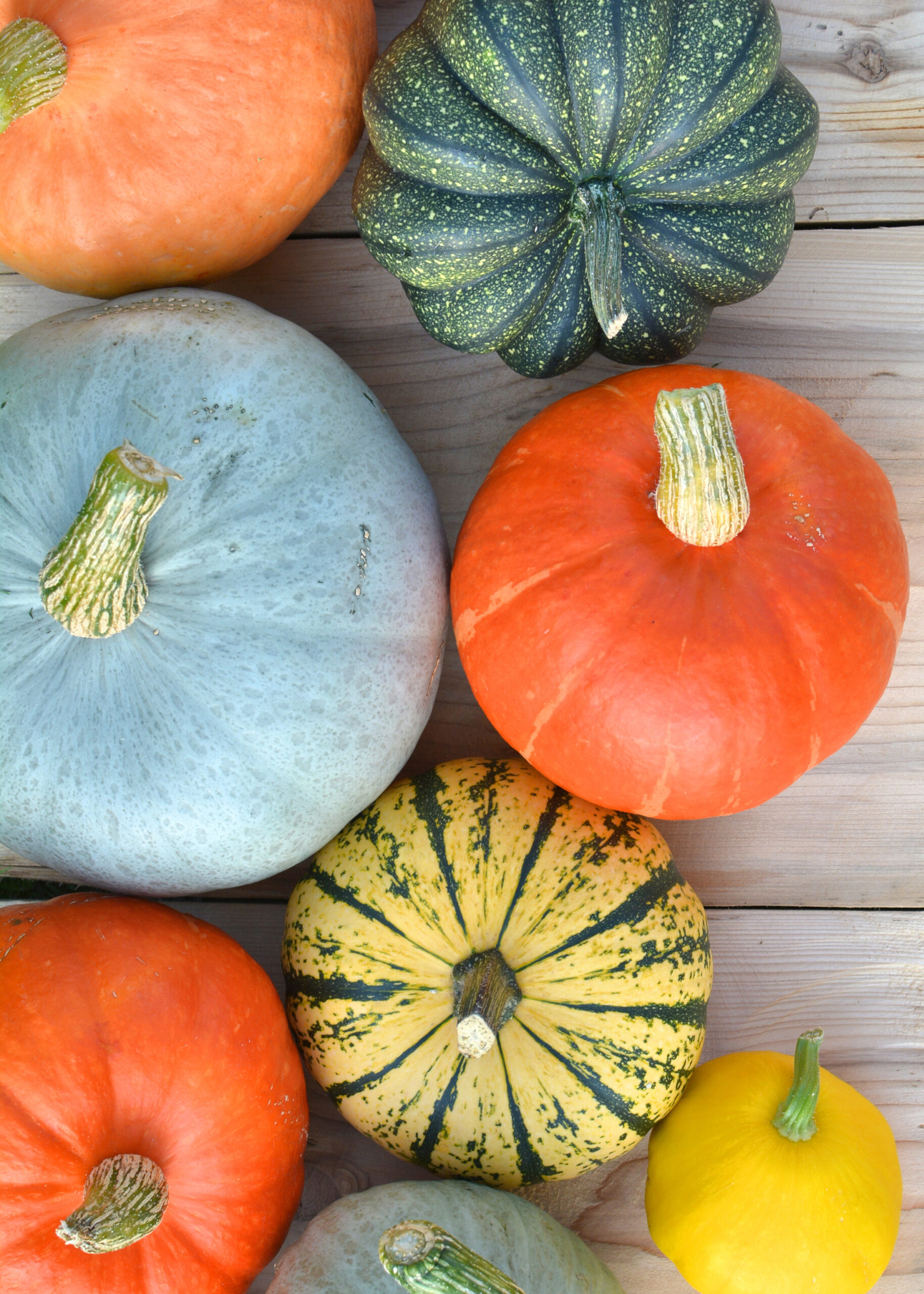 types of squash