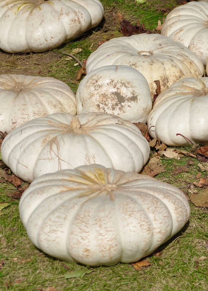 White pumpkin