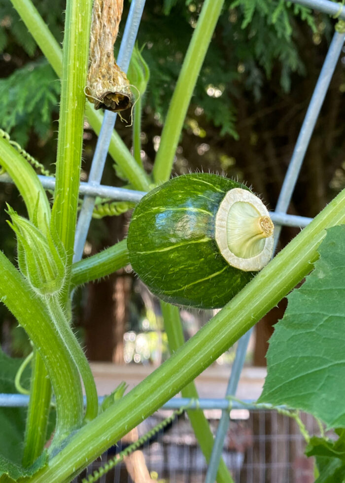 How Can I Tell if My Squash Have Been Pollinated? (and How Do I Hand