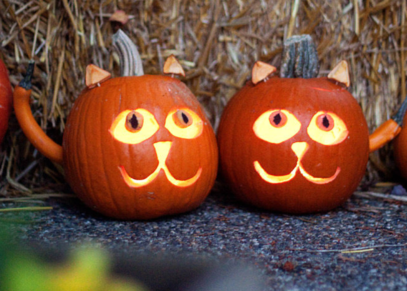 7 Cat Pumpkin Carving Ideas