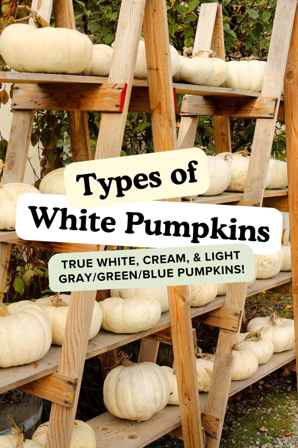 Cool Review About White Pumpkins For Pie